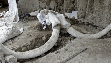 Photo of عثور العلماء الذين أجروا الحفريات على بقايا أنواع من الخيول والإبل التي اختفت من الأمريكيتين